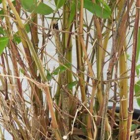 Showy Yellow Groove Bamboo (Phyllostachys aureosulcata Spectabilis) Img 2